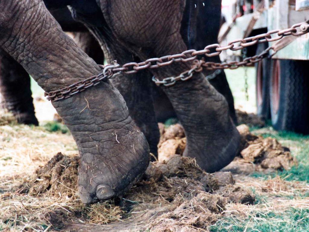 Pies de un elefante de los que tiran cadenas de hierro